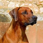 10 arrested, 89 dogs seized in alleged interstate dogfighting ring.