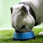 More than 130 dog deaths, 220 illnesses linked to company's pet food, FDA warns.