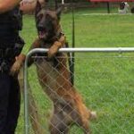 Veteran raises money for police dogs in honor of fallen K9 hero.