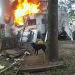 Cops risk lives to save 2 trapped dogs near burning trailer.