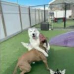 Puppy Thrown Out of Daycare for Lying on Other Dogs Has Internet in Stitches.
