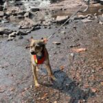 Foster Dog Missing 1,200 Miles From Home Gets A Miracle.