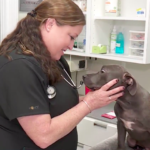 Oklahoma vets use fish skin to heal badly burned puppy.