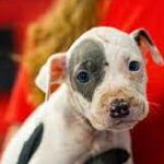 20 Puppies, 4 Dogs Rescued From Randolph Home By Animal Rescue League.