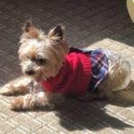 Police investigating after woman reports her dog hanged from doorknob in a Raleigh Hotel.