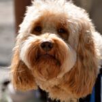 Family and friends raise money for dog to help loved one manage their diabetes.