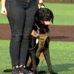 “Snacks” — Service dog gifted to Marine veteran at Goddard baseball tournament.