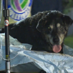 Texas firefighters rescue a 15-year-old deaf dog from a storm drain