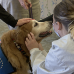 Therapy dogs get warm welcome back at Tucson Medical Center