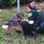 Viral video shows BSO deputy rescuing helpless dog tied to a pole.