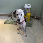 Dog rescued from cave at Indiana nature preserve.