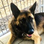 Sheriff K9 shot after pursuit leads deputies into Riverside County.