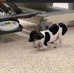 Dog born with upside down paws learns to walk after Oklahoma State surgery.