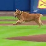  "Rookie" The Dog Interrupts Baseball Game. 