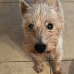 Dog reunites with West Palm Beach woman after going missing for nearly a year.