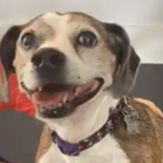 Lee County family reunited with lost dog five years later.