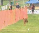 Fastest Dog Competition Underway.