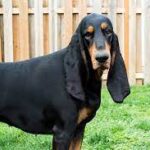Hound Lou Breaks the Guinness World Record for Longest Ears on a Dog.