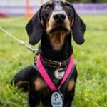 Dogs with disabilities put through their paces at Pet Paralympics.