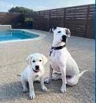 Families share memories of the 75 dogs lost in Ponderosa Pet Resort Fire.