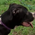 Puppy saved after 11-year-old girl sees neighbor’s house on fire, calls 911.