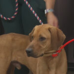 Blount County Animal Shelter to host puppy yoga.