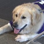 Dog, Fort Worth Woman Reunited After Car Stolen With Him Inside.