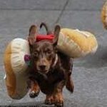 100 wiener dogs dressed like hot dogs race at Oktoberfest Zinzinnati.