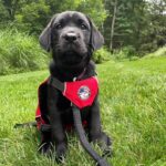 U.S. Veterans Service Dogs needs puppy raisers and sitters; find out how you can help.