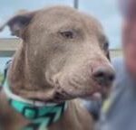 Stolen dog found in Dundalk gets private flight home to NC.