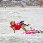 Dogs catch waves in Del Mar surfing competition.