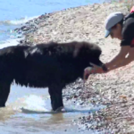 Dogs test their swimming skills in Carbon County.