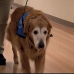 Therapy dog retires after more than a decade of service.
