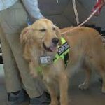 Therapy dog aims to relieve stress for South Dakota airport passengers.