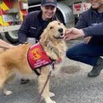 Therapy Dogs Serve as Welcome Distraction for Wildfire Crews.
