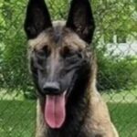 Puppy patrol: New Highway Patrol dog brings surprise.