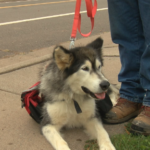 A Fall festival for your dog: Beargrease hosts “Dogtoberfest”