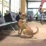 TSA Explosive Detection Canines are trained in San Antonio.