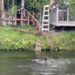 Retired Miami Police officer, neighbor jump into SW Miami-Dade canal to save 2 huskies.