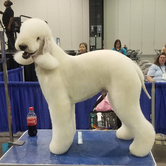 Groomers to Showcase Talent at Atlanta Pet Fair & Conference Dog