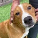 April 8 is National Dog Fighting Awareness Day,