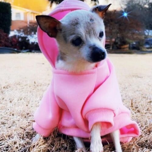 Meet the new world’s oldest living dog, Pebbles the toy fox terrier Dog Treat Smart