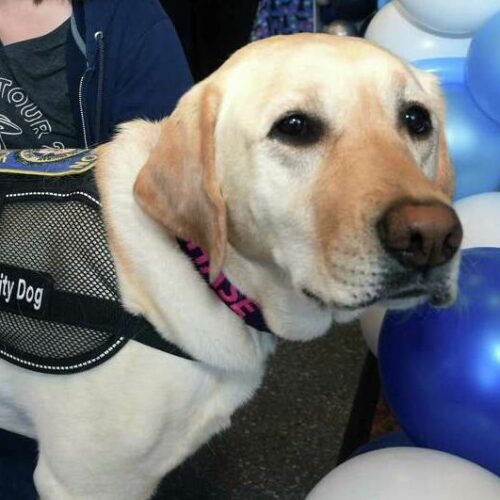 K9 Comfort Dog Celebrates Birthday at SCSU With Help From Friends Dog Treat Smart